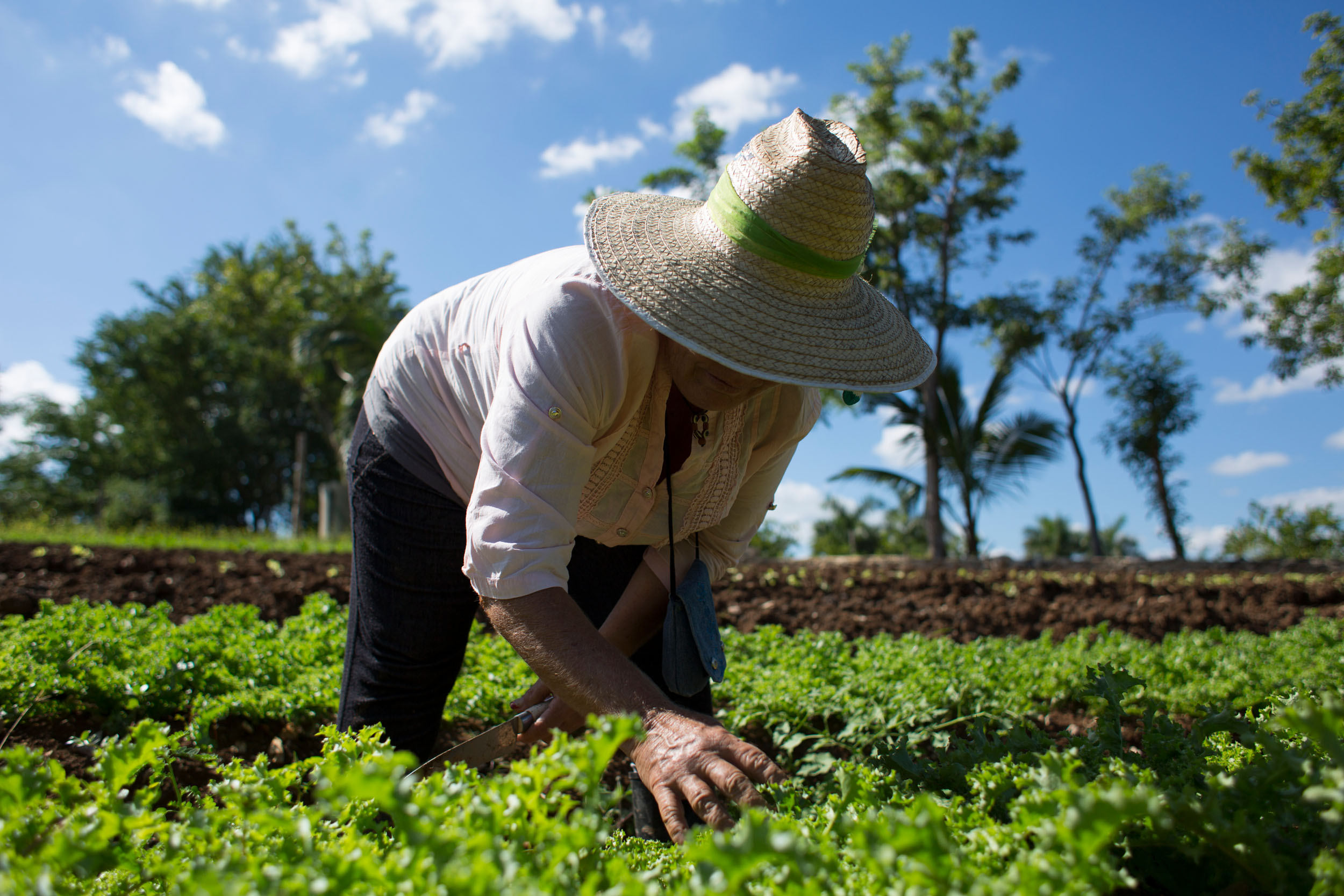 Course Image Agroecología: Reflexiones y debates actuales hacia el Buen Vivir